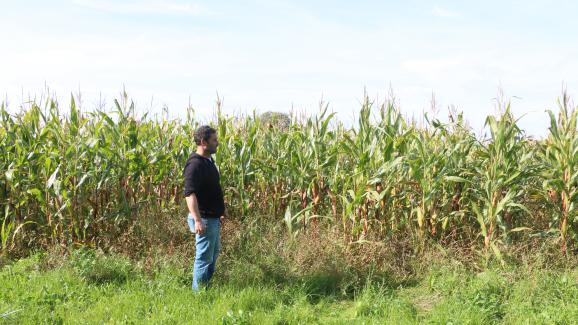 Alain Davy&nbsp;devant l\'un de ses champs de maïs, le 27 septembre 2017 à Pointel (Orne).&nbsp;