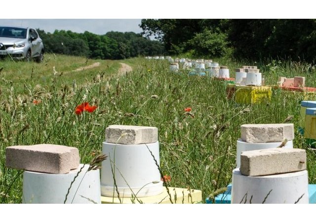 Pourquoi des apiculteurs piquent les ruches de leurs voisins