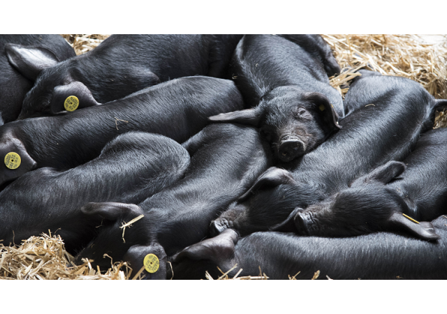 La peste porcine africaine : Questions - Réponses