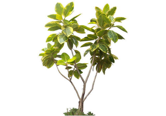 Vous allez changer d'avis sur ce qui ne semblait n'être qu'une plante...