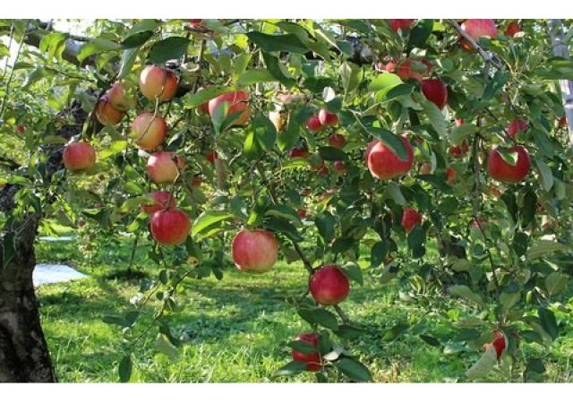 La région Auvergne-Rhône-Alpes lance un 