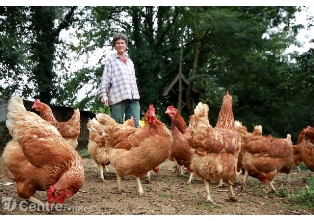 Cette éleveuse en Creuse utilise des médecines douces pour produire des œufs 