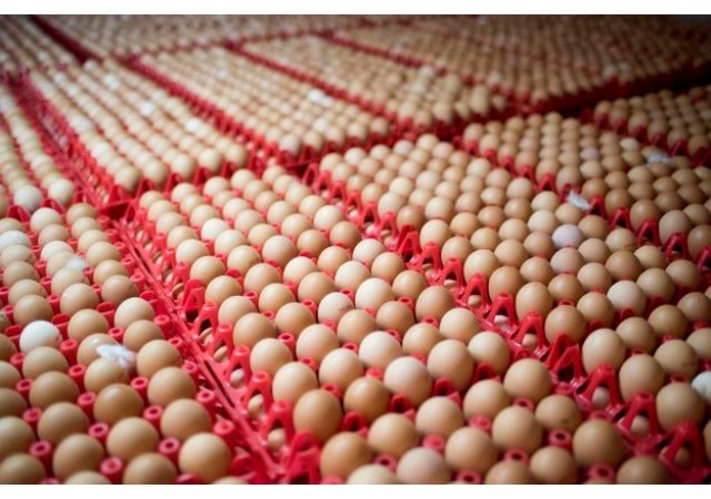 Abattage de poules, rappels de plats préparés... L'agrobusiness pond encore un scandale