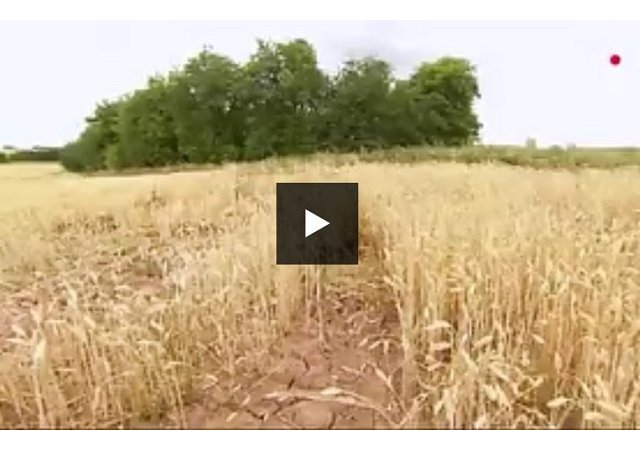 Blé, maïs : coup de chaud sur les prix