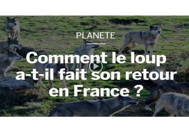 Comment le loup a fait son retour en France