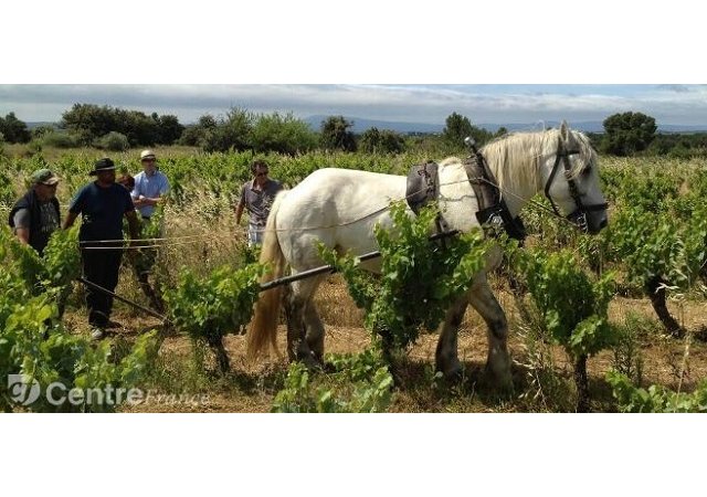 Vigne et vin en partage