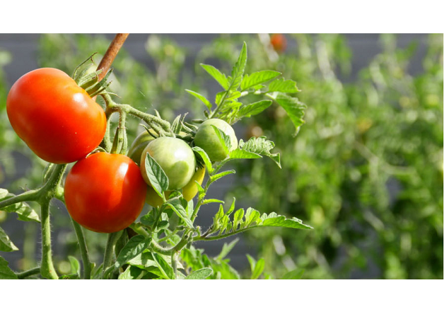 Les bienfaits du bio pour la santé