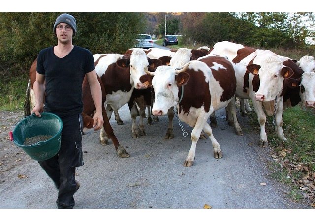 Convoqué chez les gendarmes à cause de ses vaches