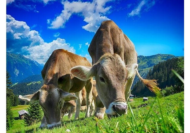 La résistance aux antibiotiques