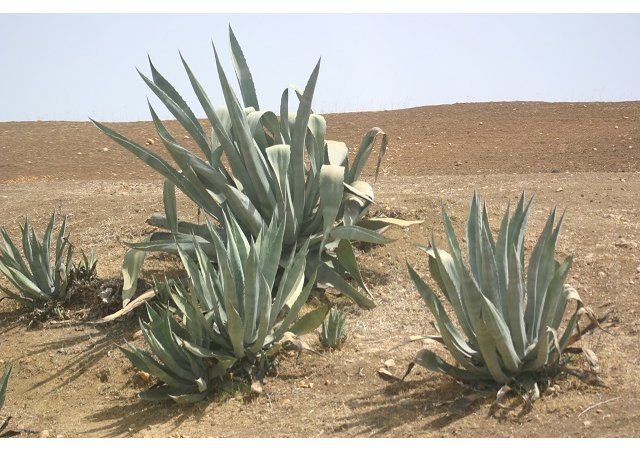 Fromage ou désert ??