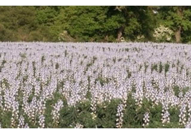 Un département Bio et une escapade gourmande: Le  Maine et Loire