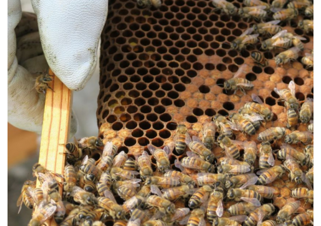 Néonicotinoïdes : le ministre de l'Agriculture veut assouplir l'interdiction