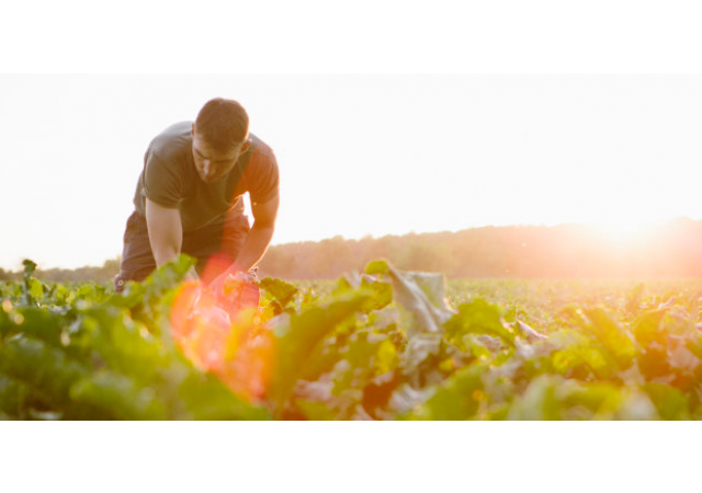Ne laissons pas la grande distribution dicter sa loi à l'agriculture biologique