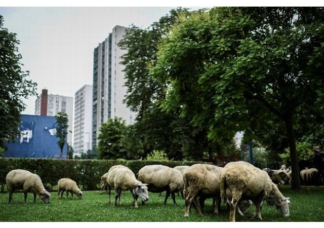 Si la ville était l'avenir de l'agriculture ?