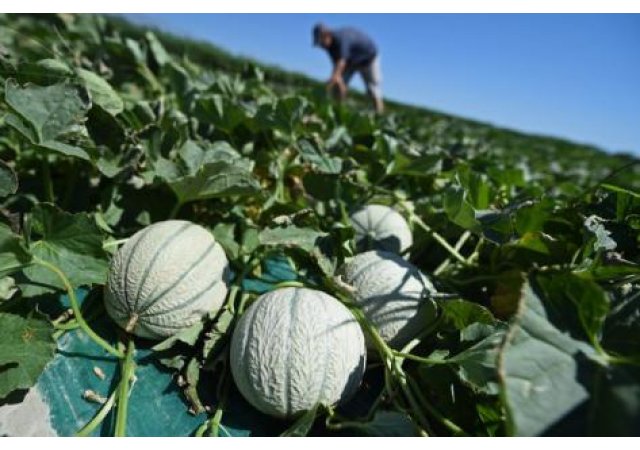 Etats généraux de l'alimentation : une première séance de travail prévue aux alentours du 20 juillet