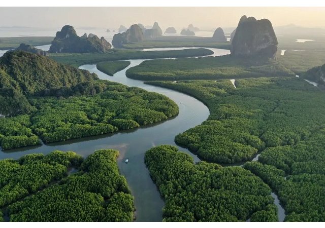 Pourquoi sommes-nous aveugles au sort des plantes ?