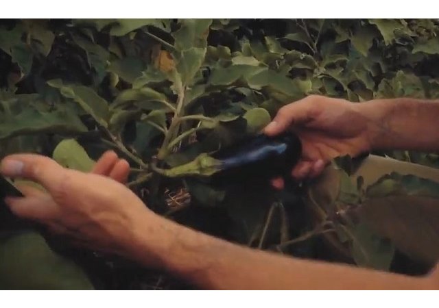 Une aubergine pas comme les autres