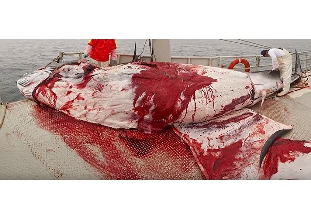 l’Islande met enfin un terme à la pêche à la baleine de Minke