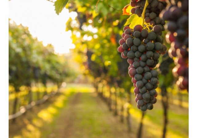 Des vignerons inventent le 