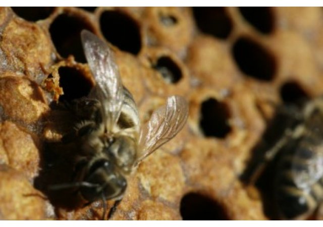 Les villes volent au secours des abeilles