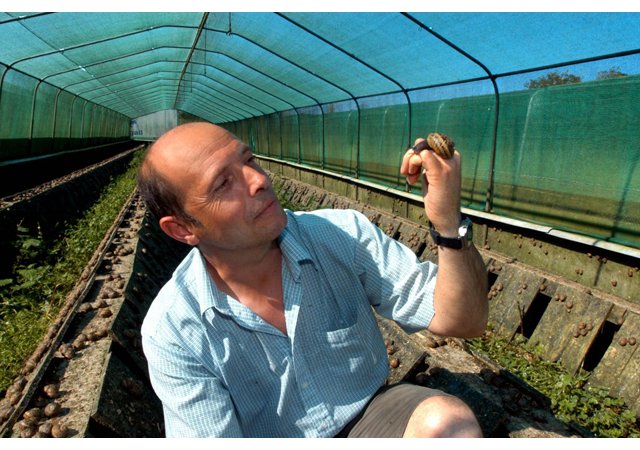 Attention opération  escargots