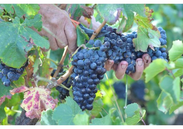 Des vins doux et naturels dans la Cave de l'Etoile !