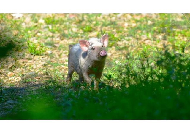 Le bien-être animal est de plus en plus apprécié par les consommateurs