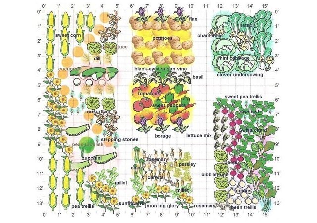Les secrets de la technique du compagnonnage + de multiples combinaisons de plantation