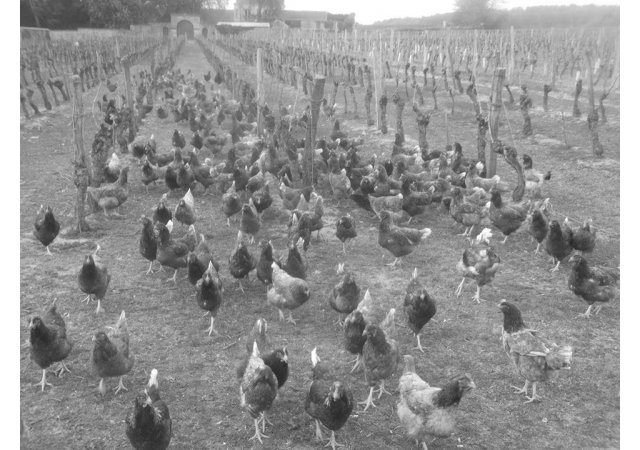 Des poules et des vignes 