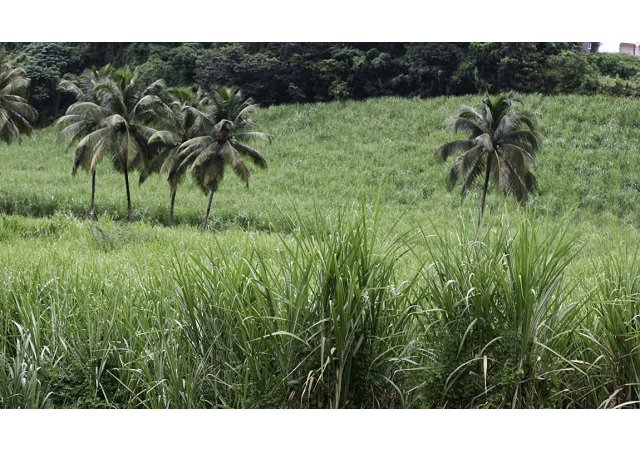 En Martinique, la filière canne à sucre en détresse