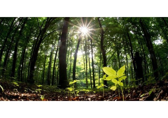 Un quart des espèces vivant en France sont menacées d'extinction ou ont déjà disparu