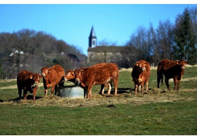 Mercosur, le projet de marché commun sud-américain qui inquiète la filière bovine