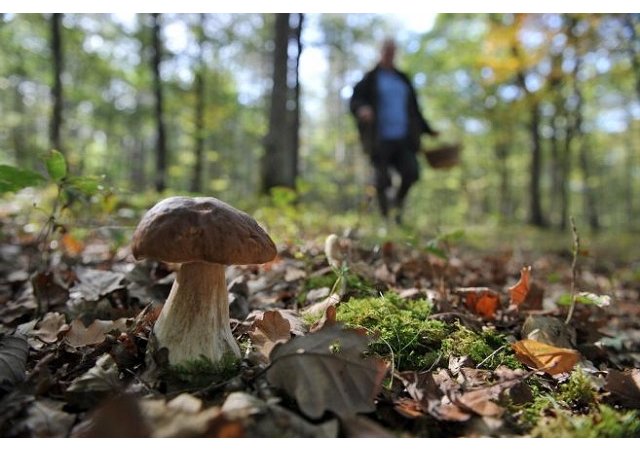 Y aura-t-il des cèpes cette année en Corrèze ?