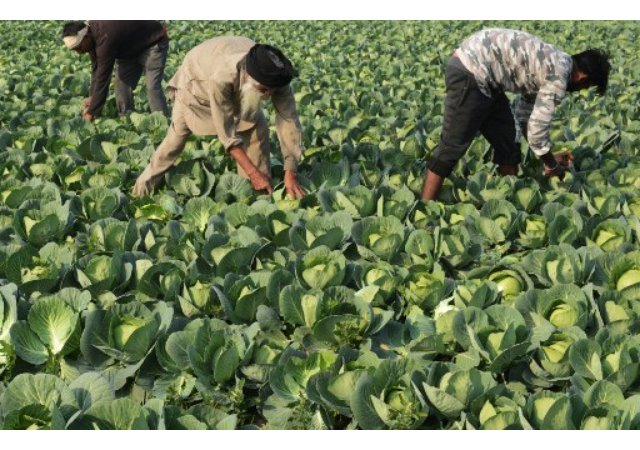 Existe-t-il un régime alimentaire idéal