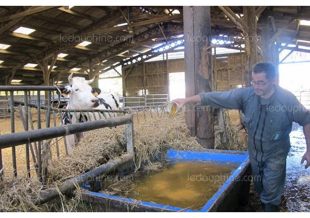 L’aromathérapie prend soin des troupeaux