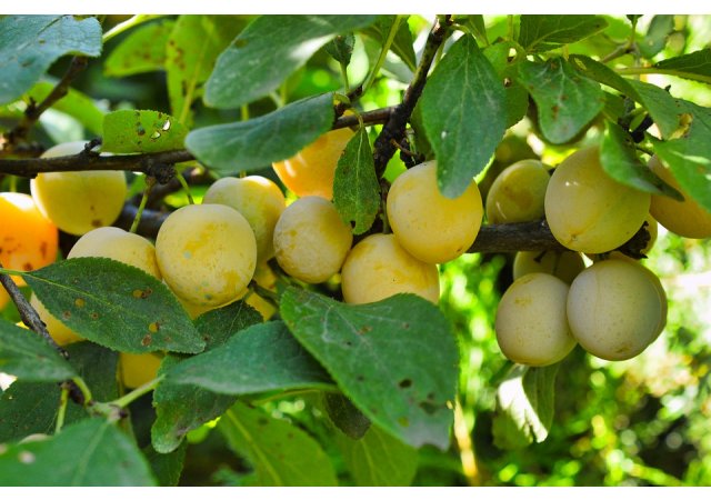 Spécialités Lorraines 