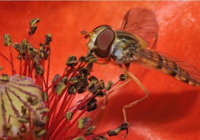 Un monde sans insectes doit vraiment nous inquiéter ?