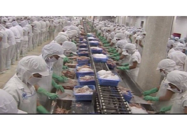 Cultivé dans les bassins d’égouts, ne mangez jamais ce type de Poisson !!