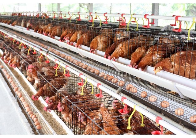 Les œufs de poules élevées en cage vont-ils disparaître ?
