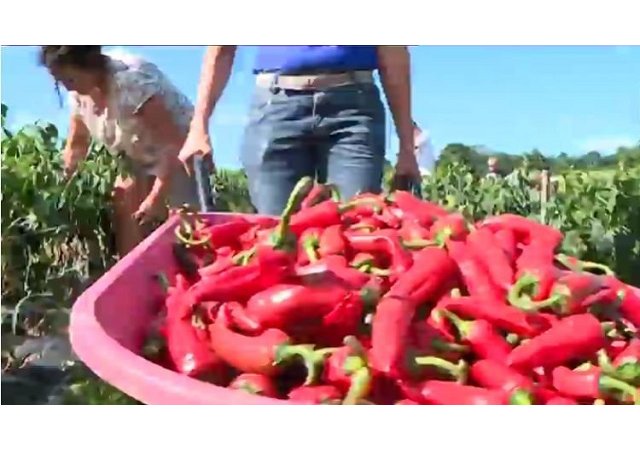 Le piment d'Espelette