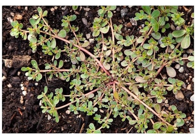 Vous n’arracherez plus cette herbe de votre cour après avoir lu ceci