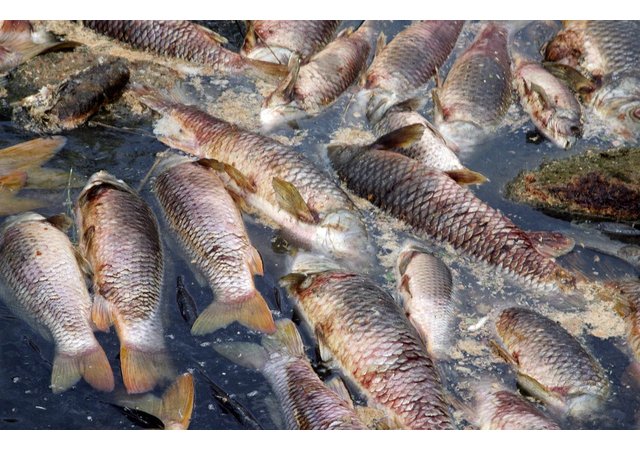 Des poissons vivant en profondeur retrouvés morts