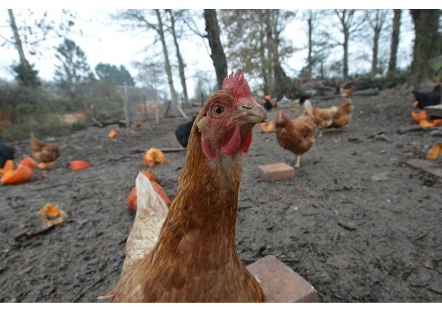 Une maison de retraite pour des poules créée en Limousin