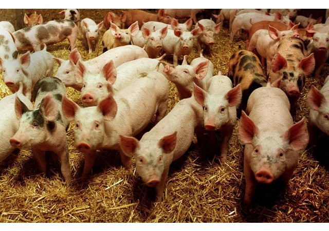 Les éleveurs voudraient pouvoir bénéficier de la hausse des cours