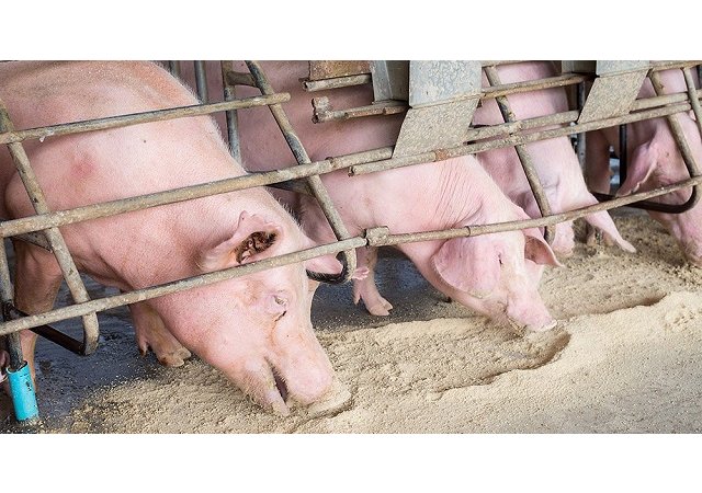 Peste porcine africaine