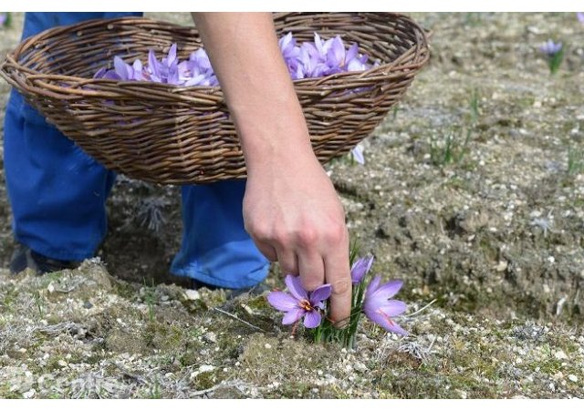 l'Auvergne et le Limousin sont-elles des terres propices à l'or rouge?