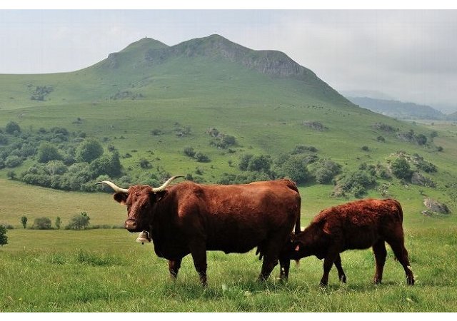 le Massif Central, c'est 1/3 de la prairie nationale ! 