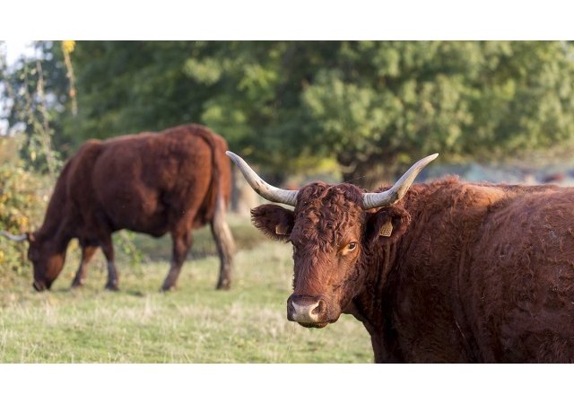Le fromage salers tradition, le joyau du Cantal