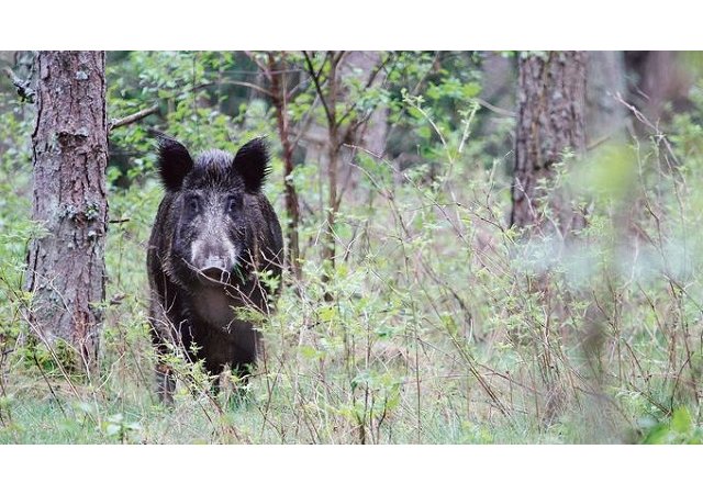 La peste porcine aux portes de la France