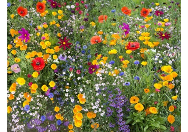 22 FLEURS MELLIFÈRES À PLANTER DANS SON JARDIN POUR SAUVER LES ABEILLES